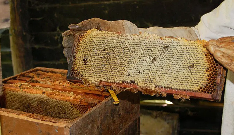 Honey harvest at Honey Harvest Fest, Wilderness Valley Farm in Gaylord, Michigan
