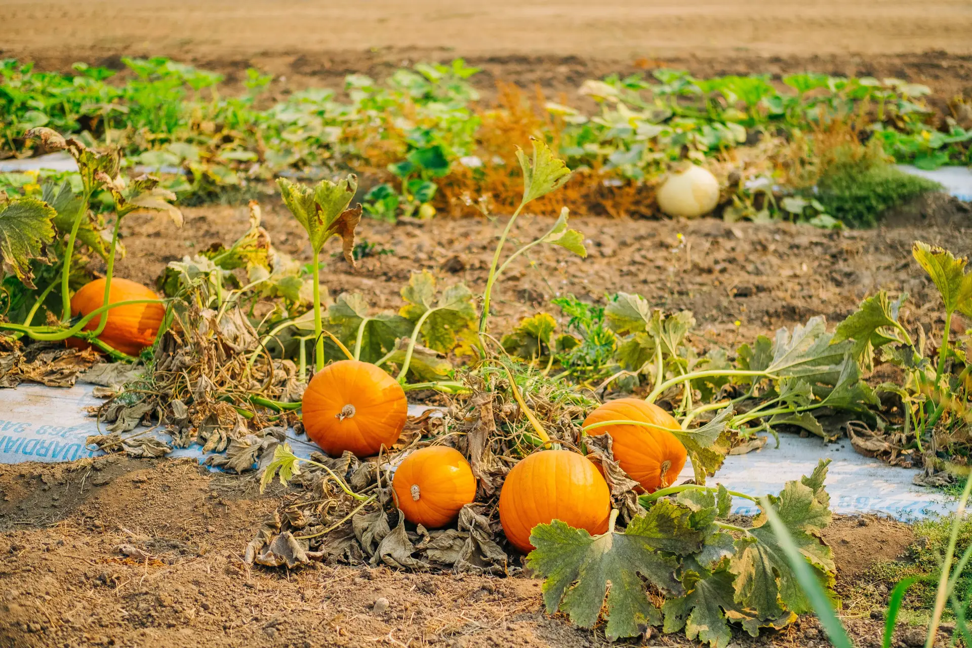 Orange pumpkins in the u-pick field at Wilderness Valley Farm near Gaylord, Michigan