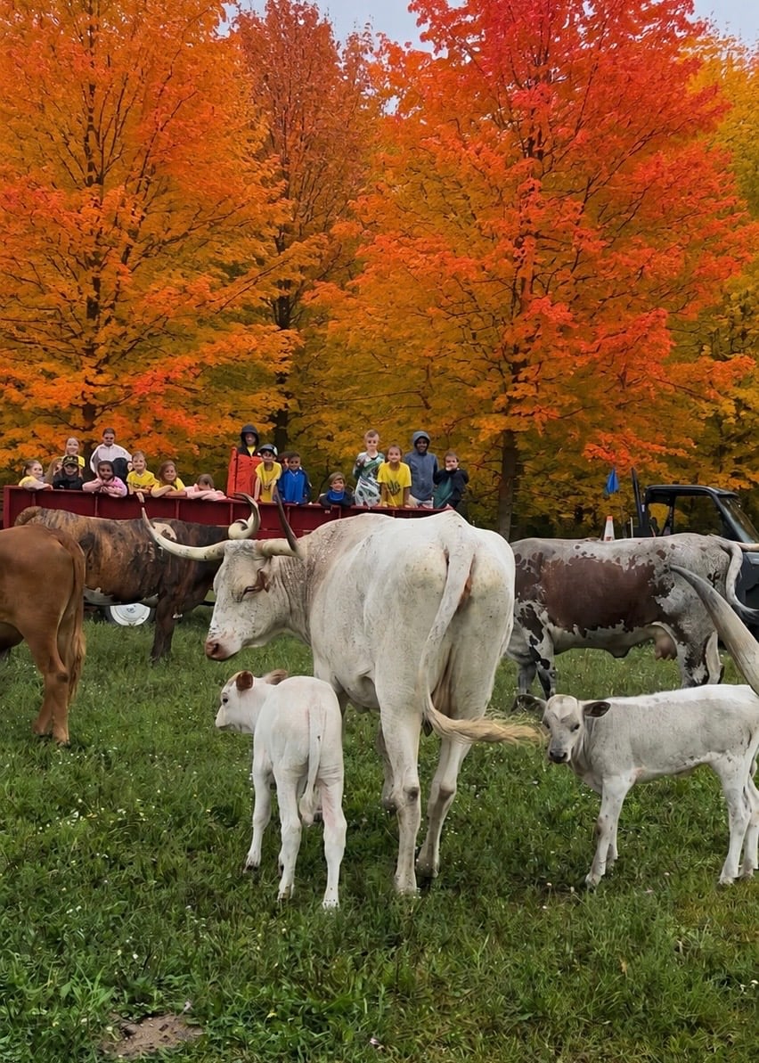 Fall colors across the fields at Wilderness Valley Farm near Gaylord, Michigan