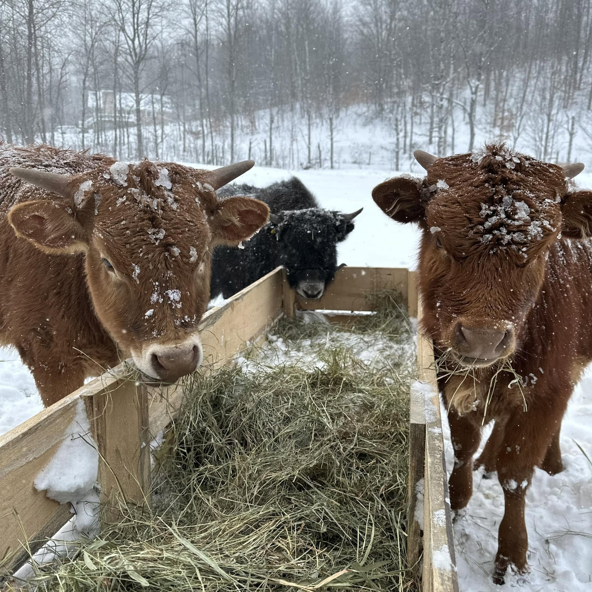 Christmas at Wilderness Valley Farm near Gaylord, Michigan