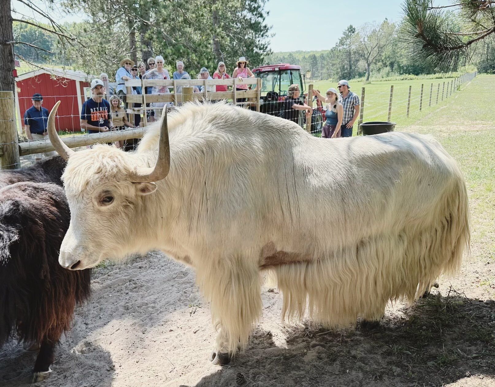 Bud, a white Tibetan yak with a long shaggy coat and curved horns, standing in a paddock at Wilderness Valley Farm near Gaylord, Michigan