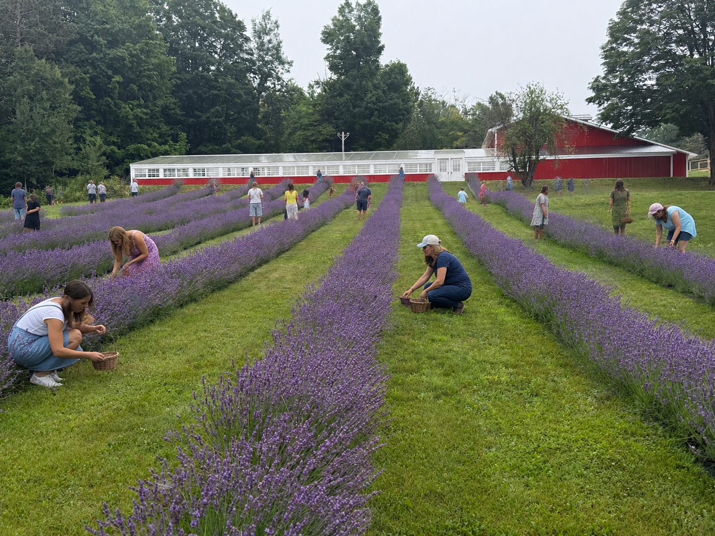 Visitors picking lavender in the rows at Wilderness Valley Farm in Gaylord, Michigan