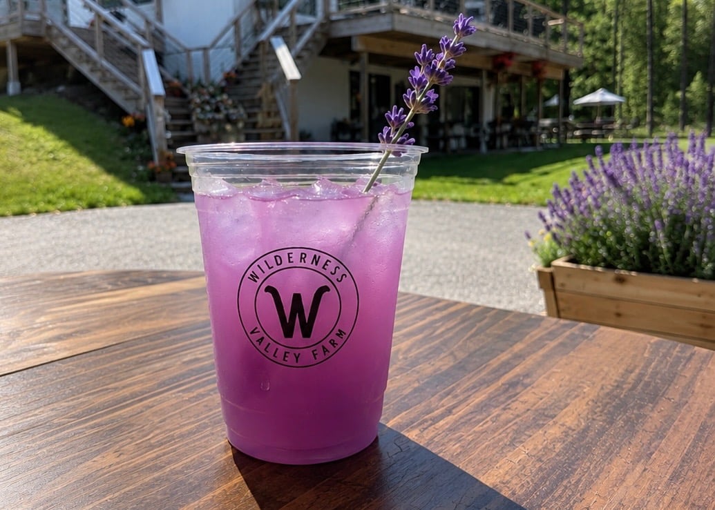 A cup of lavender lemonade with a Wilderness Valley Farm logo and a sprig of lavender, served free at Lavender Fest