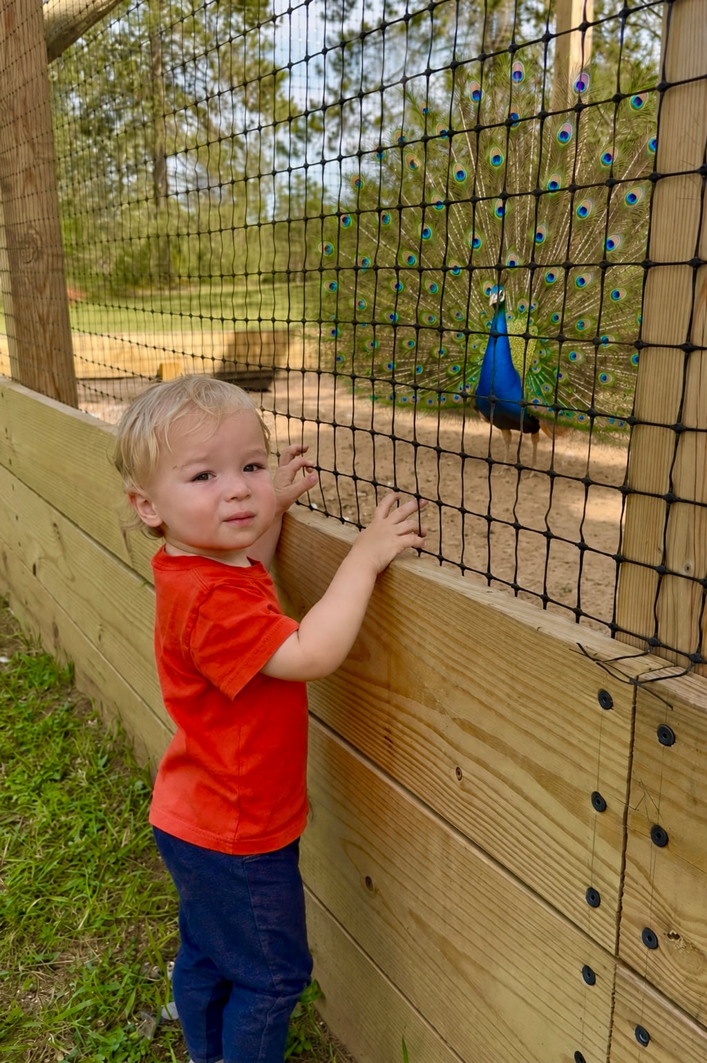 A child meeting a peacock at the fence at Wilderness Valley Farm near Gaylord, Michigan