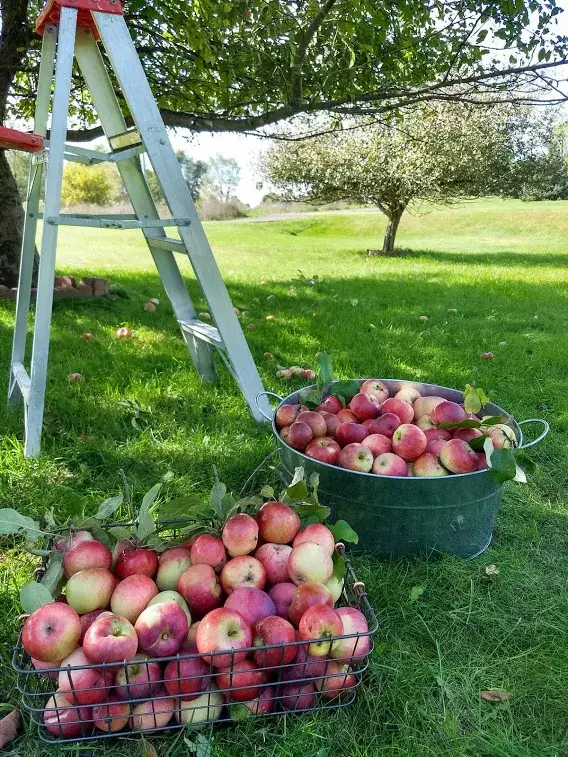 Apples ready to pick in the orchard at Wilderness Valley Farm near Gaylord, Michigan