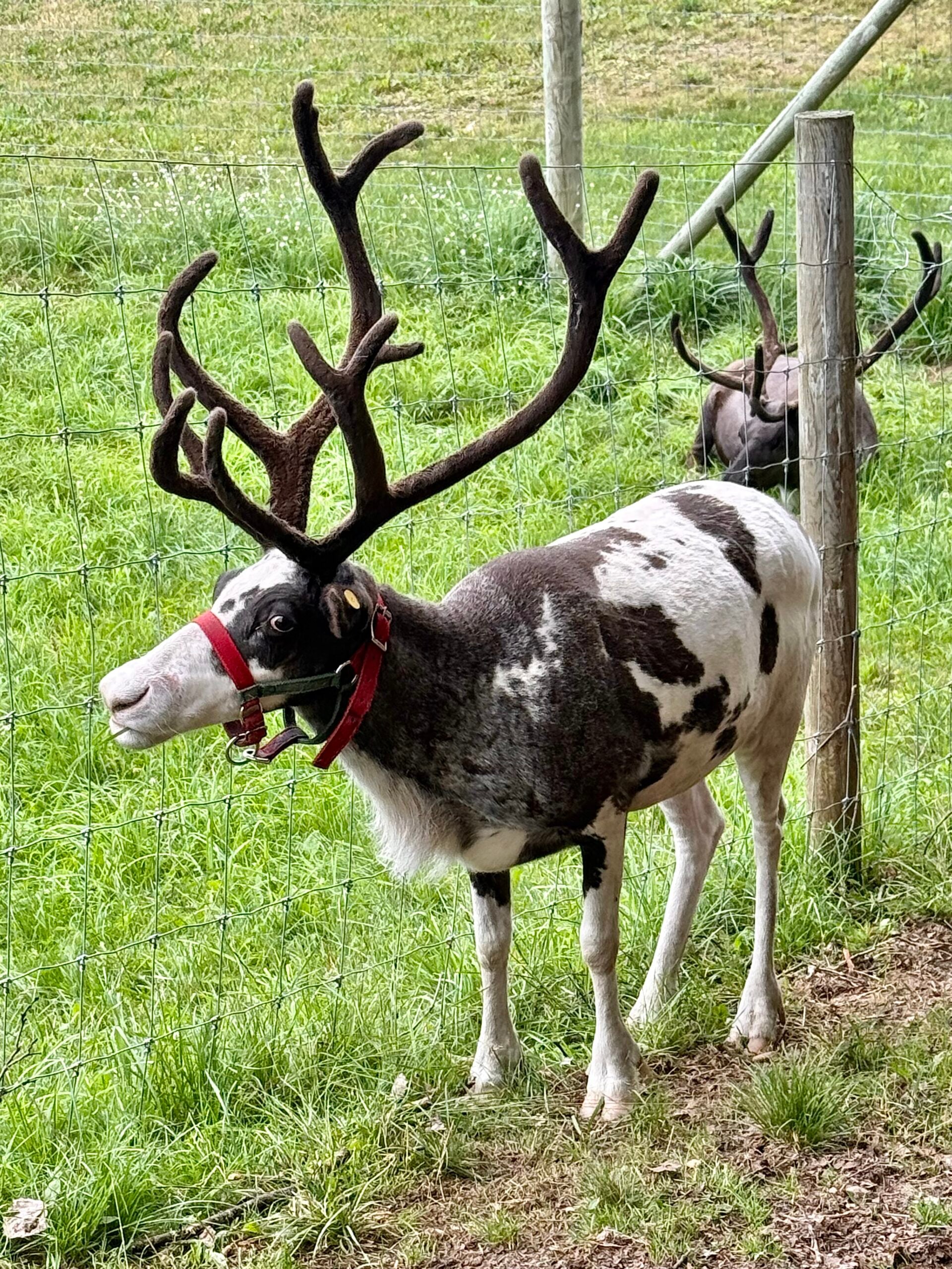 Lilly the reindeer in a red halter at Wilderness Valley Farm near Gaylord, Michigan