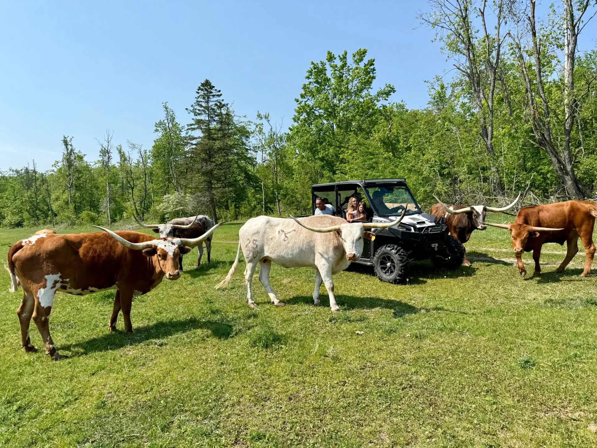 Texas Longhorns in the pasture at Wilderness Valley Farm near Gaylord, Michigan