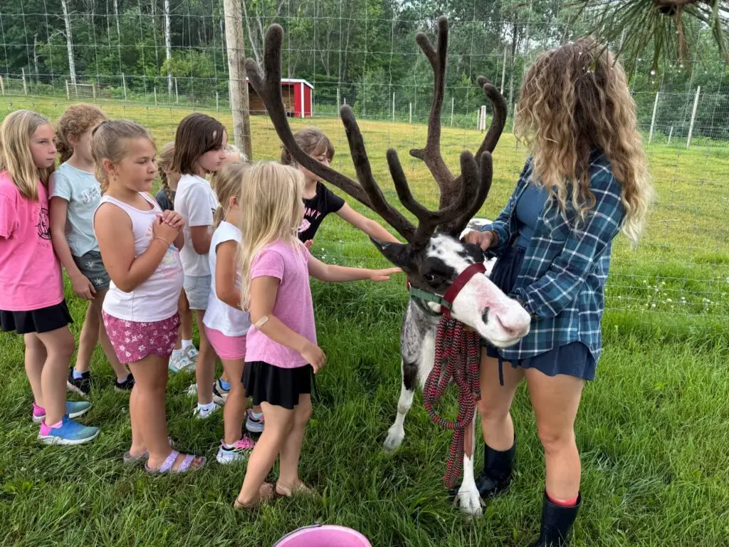 lilly reindeer
