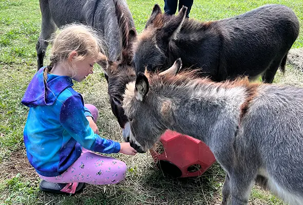WV Donkeys and Neighbor Girl