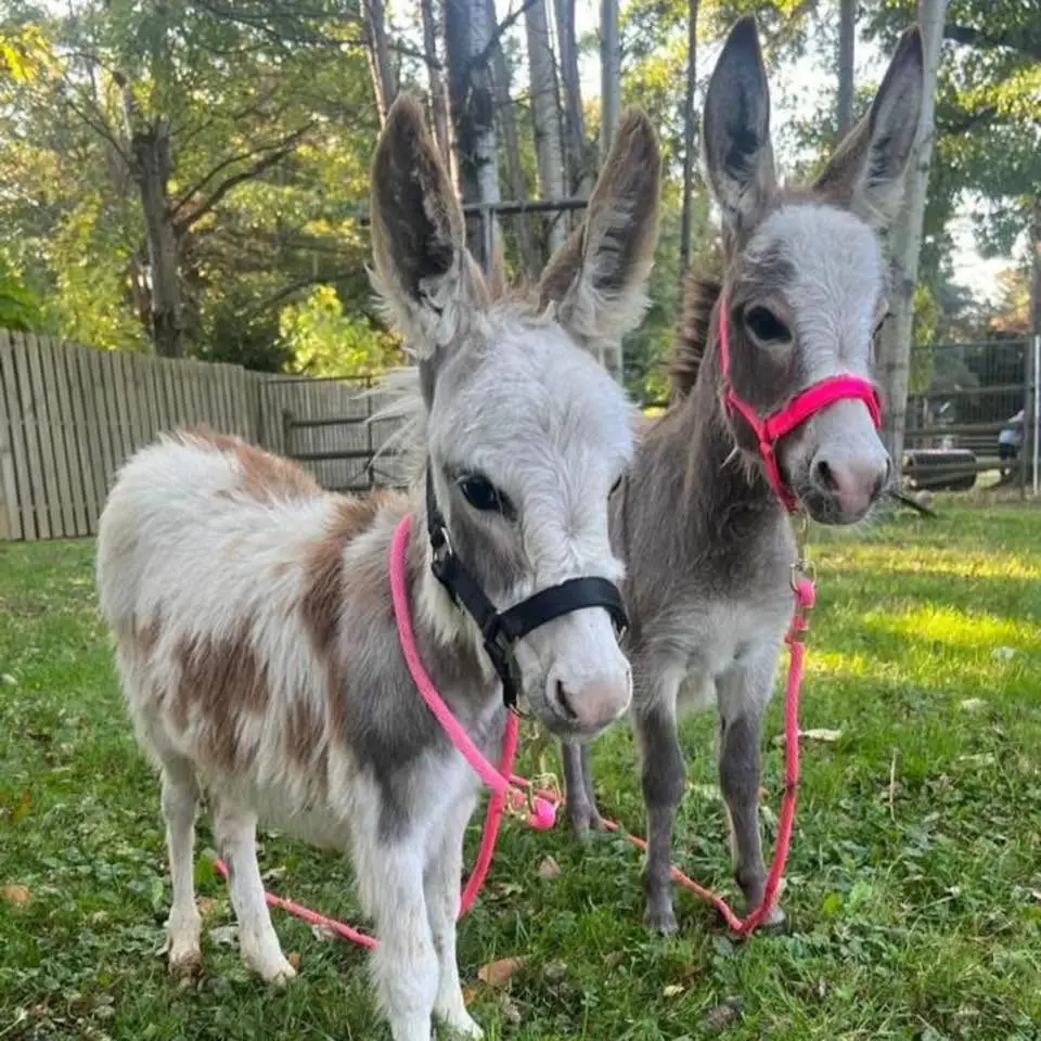 Mini donkeys at Wilderness Valley Farm near Gaylord, Michigan