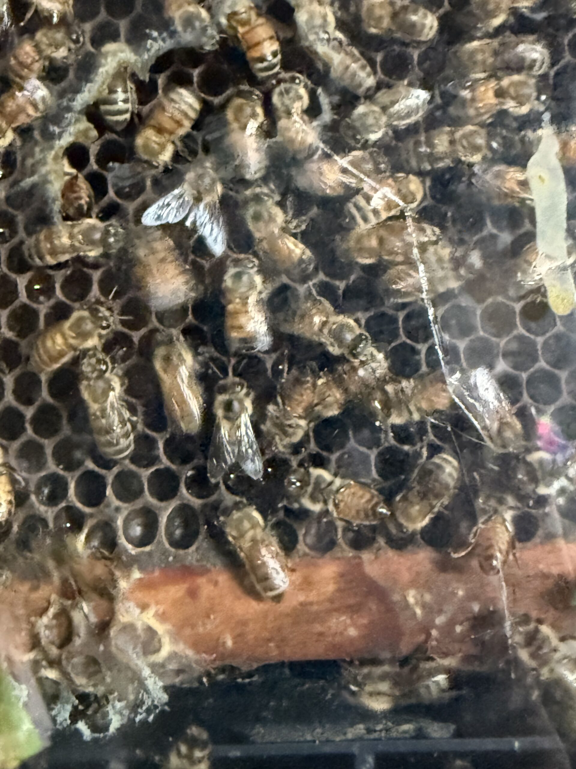 The honeybee observation hive at Wilderness Valley Farm in Gaylord, Michigan